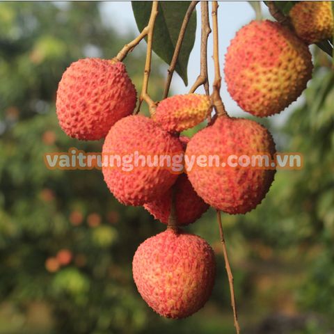 Vải Trứng là gì? Sự khác biệt của Vải Trứng và Vải Thiều?