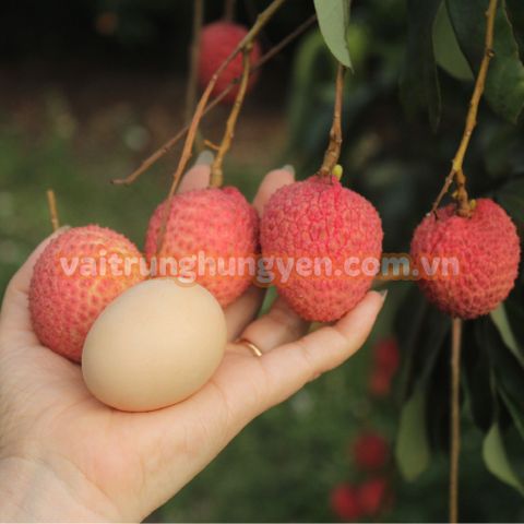 Hướng dẫn chọn và sử dụng Vải Trứng Hưng Yên chất lượng