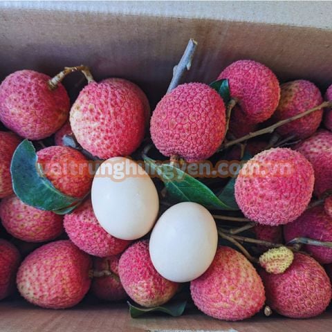 Nguồn Gốc của Vải Trứng Hưng Yên - Tìm hiểu về cây vải Tổ