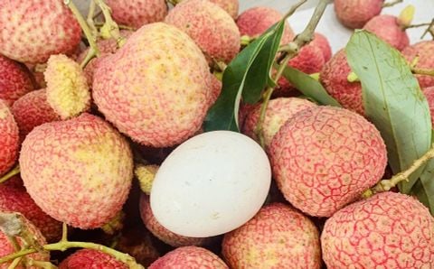 Vải trứng Hưng Yên: Mùa vụ chưa bắt đầu, sản phẩm đã “cháy hàng”