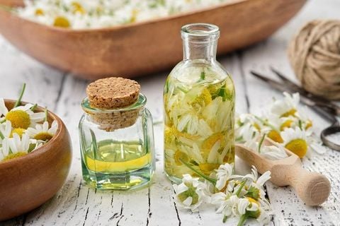 TẠI SAO CHIẾT XUẤT HOA CÚC LA MÃ LÀ 'THẦN DƯỢC' CHO DA KHÔ?