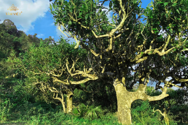 Các yếu tố tạo nên hương vị đặc trưng của trà shan tuyết.