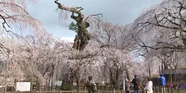 CÂY ANH ĐÀO RỦ 600 NĂM TUỔI NỞ HOA TẠI NGÔI CHÙA PHÍA TÂY BẮC TOKYO