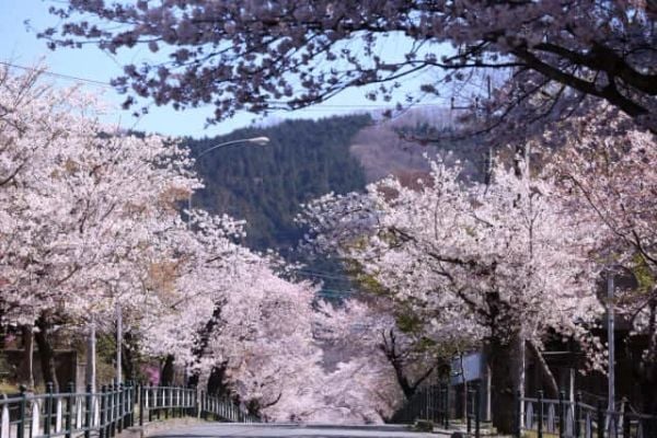 2025年、埼玉県で最も美しい桜の名所10選をご紹介！