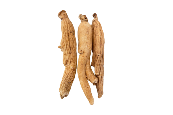 Bạch sâm - Khắc tinh của đau nhức xương khớp