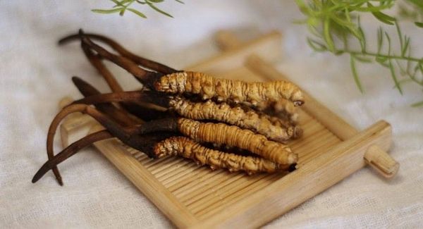 Đông trùng hạ thảo nguyên con: Bí quyết cho lá phổi khỏe mạnh