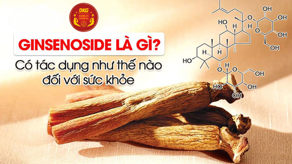 Ginsenoside: Lá chắn vững chắc bảo vệ bạn khỏi ung thư