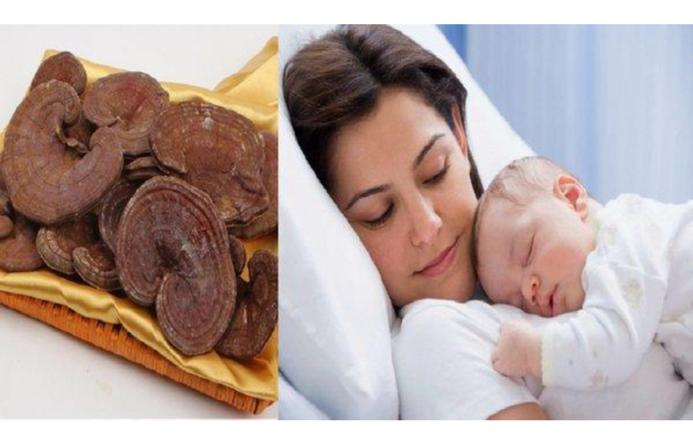 Hỏi & Đáp: Cho con bú uống nấm linh chi được không ?