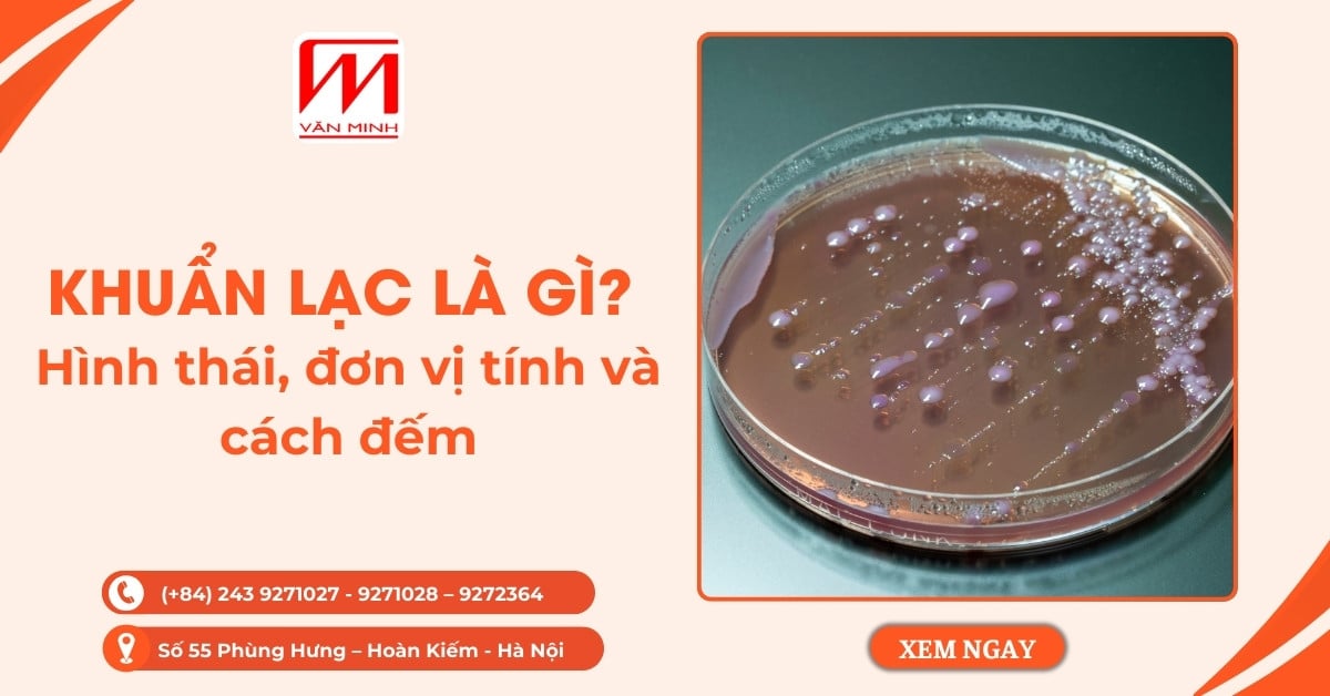 Khuẩn lạc là gì? Hình thái, đơn vị tính và cách đếm