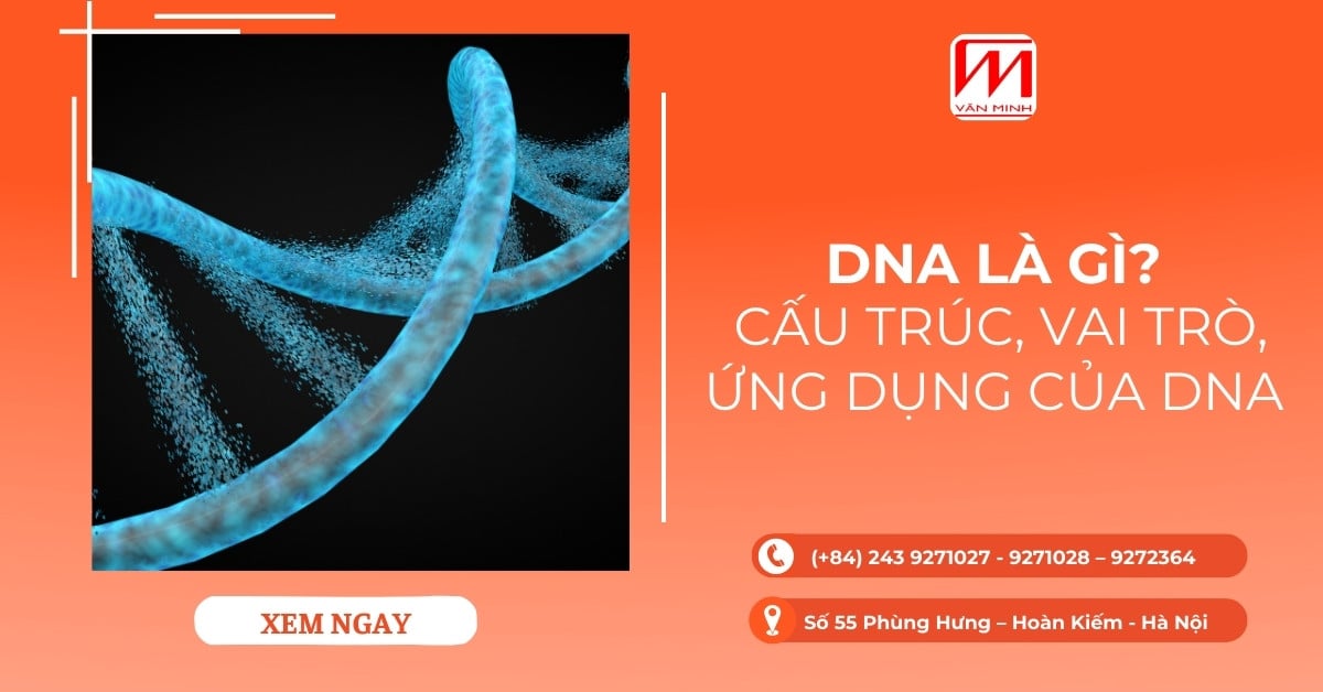 DNA là gì? Cấu trúc, vai trò, ứng dụng của DNA