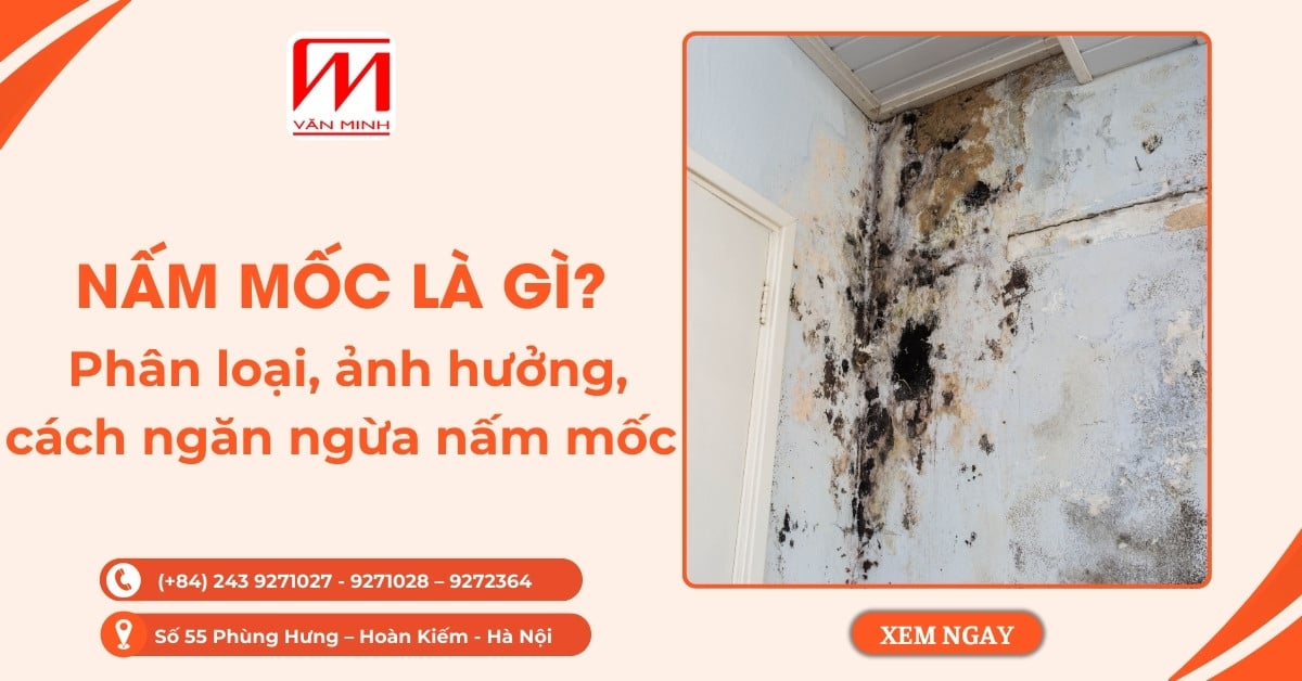 Nấm mốc là gì? Phân loại, ảnh hưởng, cách ngăn ngừa nấm mốc
