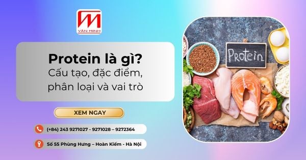 Protein là gì? Cấu tạo, đặc điểm, phân loại và vai trò