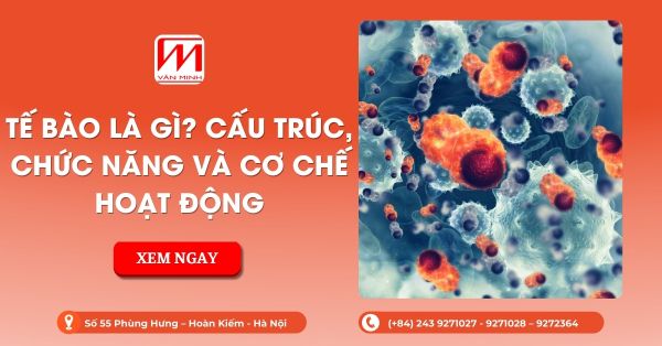 Tế Bào Là Gì? Cấu Trúc, Chức Năng Và Cơ Chế Hoạt Động