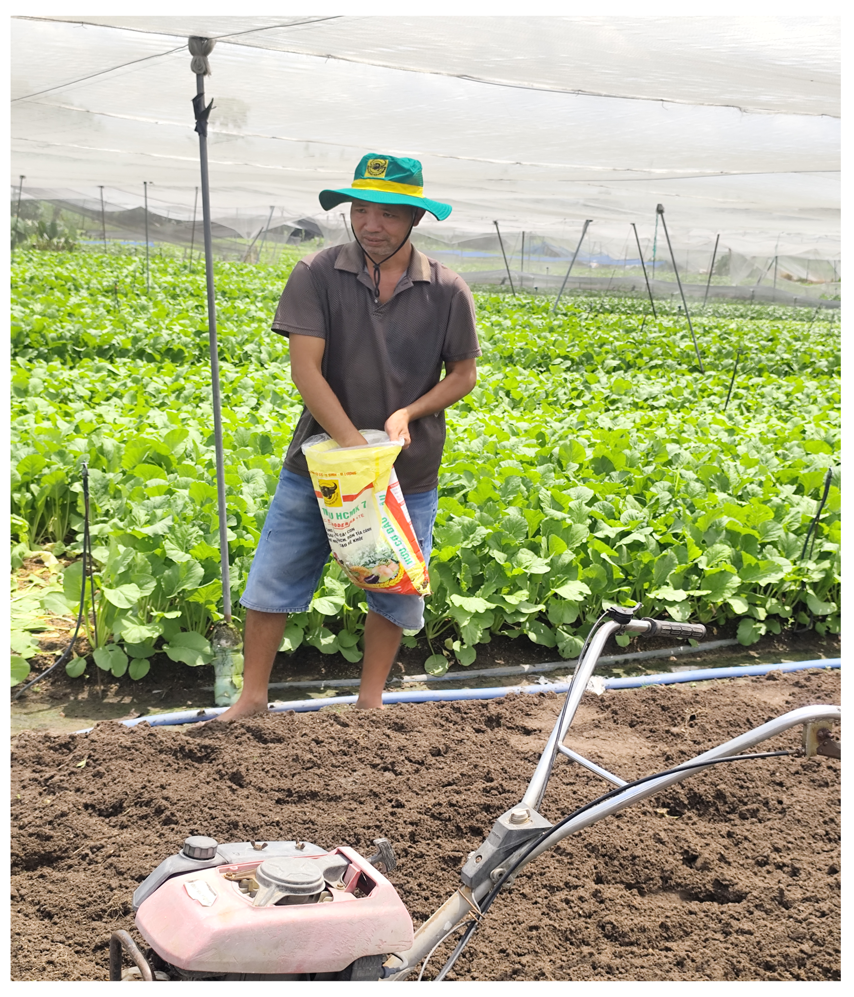 Canh tác thông minh: Trồng rau đô thị
