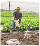 Canh tác thông minh: Trồng rau đô thị