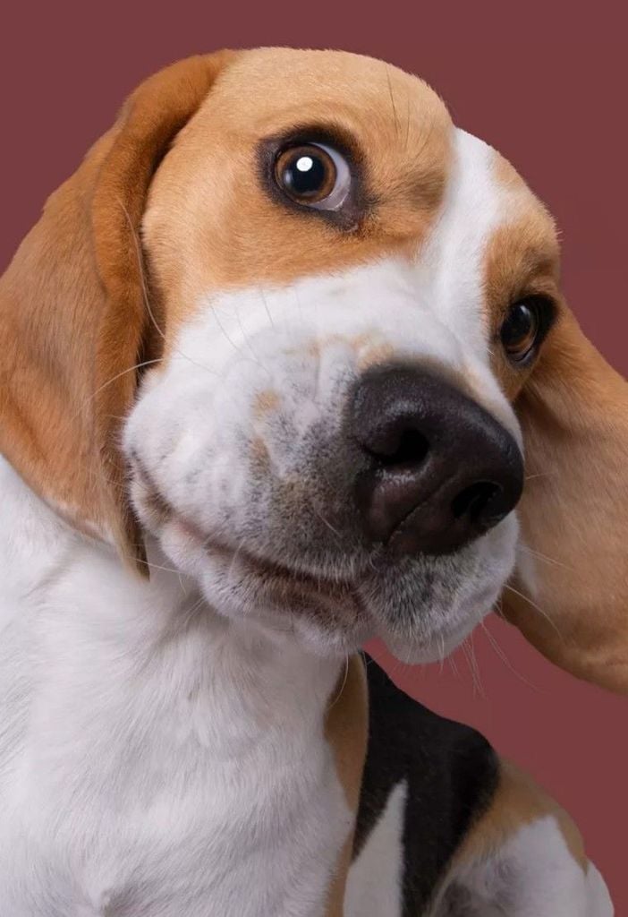 Vì Sao Huấn Luyện Thú Cưng Khác Biệt So Với Chó Cảnh Sát Và Chó Giữ Nhà?