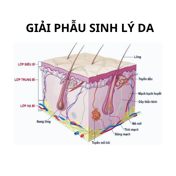 GIẢI MÃ SINH LÝ LÀN DA [Phần 1]
