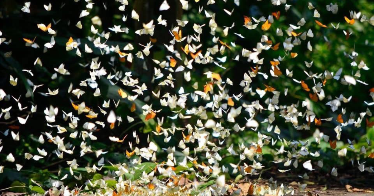 Mùa bướm Cúc Phương – Bản giao hưởng sắc màu giữa rừng nhiệt đới