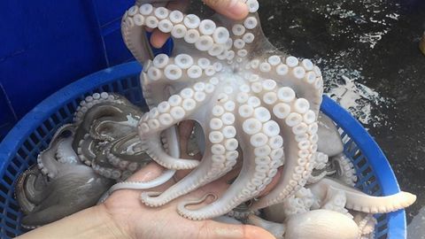 Cách nướng bạch tuộc bằng nồi chiên không dầu cực ngon