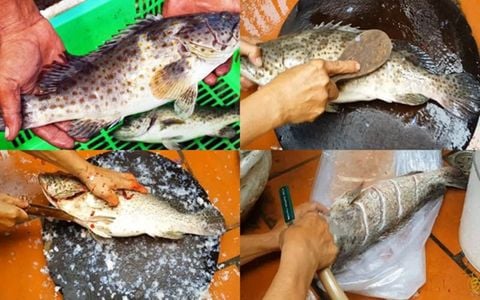 Cách làm cá mú nướng muối ớt và nướng giấy bạc thơm ngon