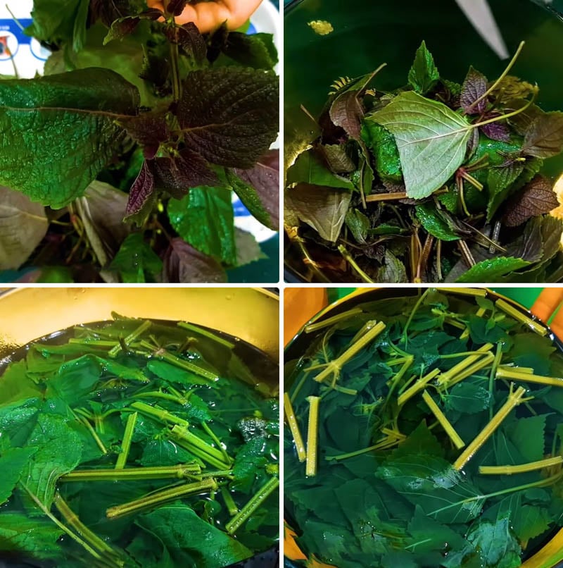 Đun nước lá tía tô