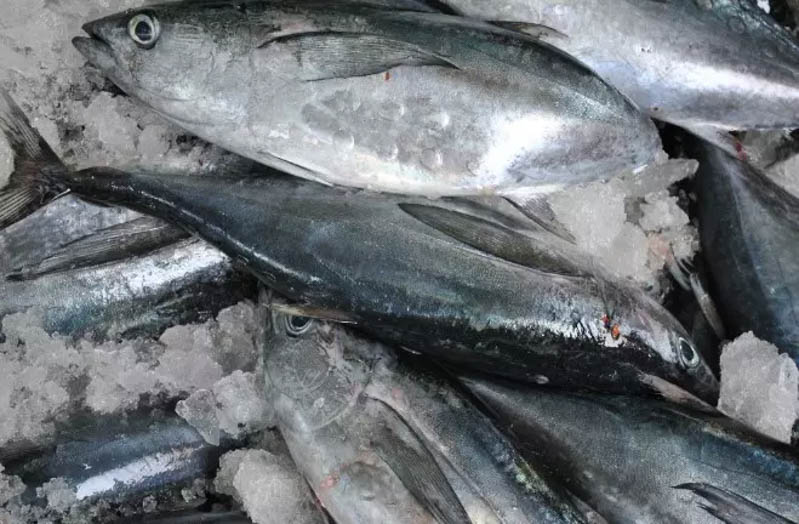 Mẹo chọn cá ngừ tươi ngon
