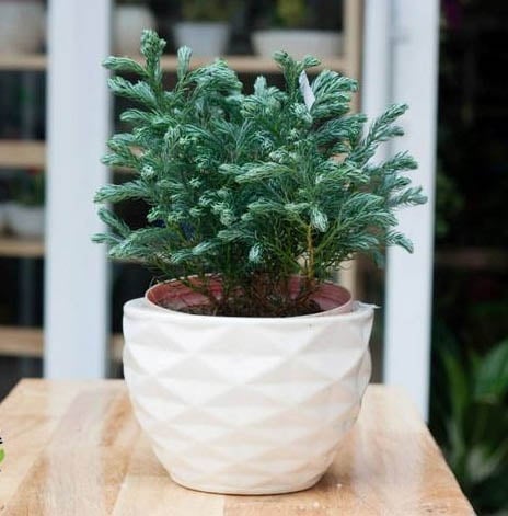 Đặt các lá tuyết tùng trong túi hoặc túi lưới rồi treo nơi muỗi thường xuyên xuất hiện