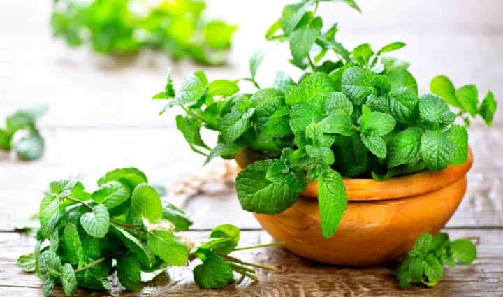 Có thể sử dụng tinh dầu bạc hà và xoa lên da để đuổi muỗi