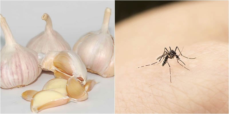 Diệt muỗi bằng tỏi nhanh chóng hiệu quả