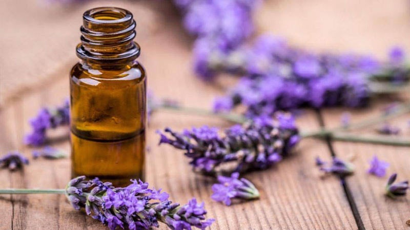 Diệt muỗi nhanh chóng bằng hoa oải hương