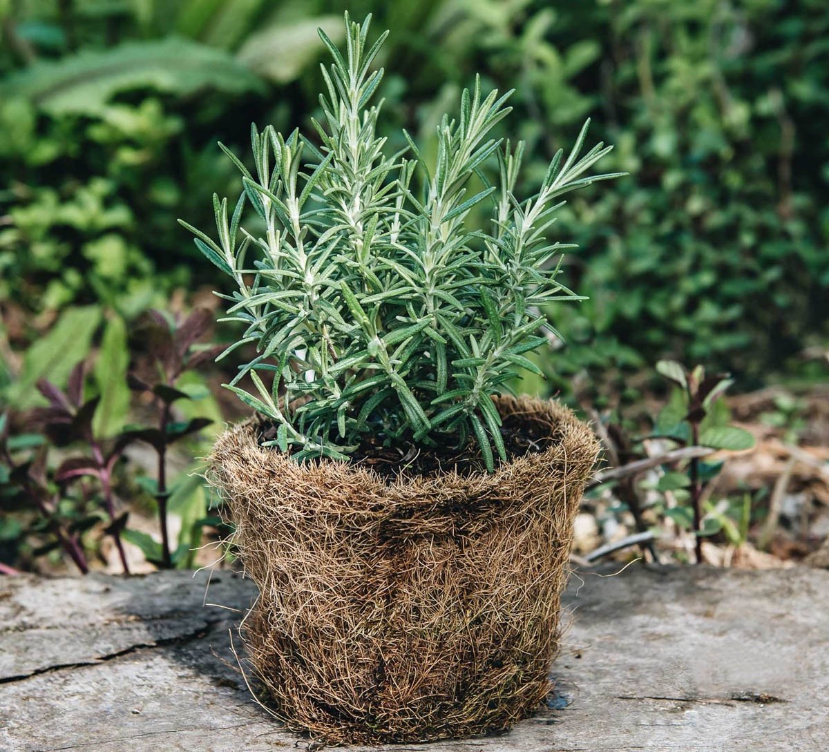 Sử dụng tinh dầu hương thảo