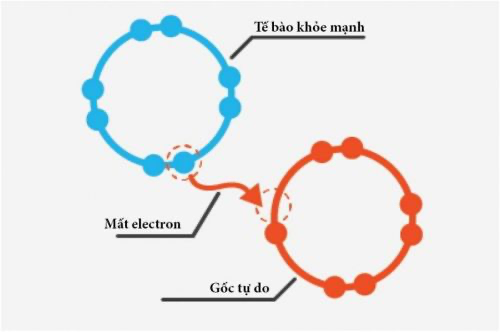 Gốc tự do có xu hướng “cướp” phân tử của tế bào khỏe mạnh