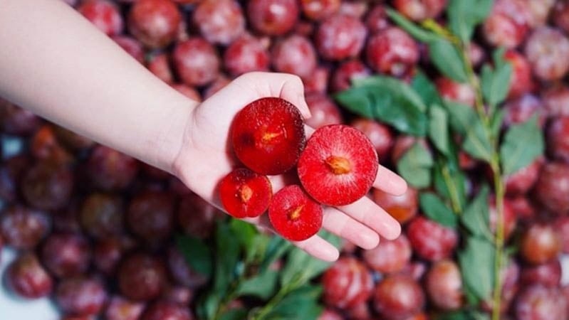 Một trong số những cách bảo quản trái cây trong tủ lạnh hữu hiệu nhất là không rửa qua nước trước khi mang đi trữ lạnh mà chỉ nên cắt bớt cành, lá là được