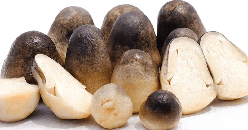Nấm rơm ngon là những loại có kích thước đồng đều, màu đen hoặc xám nhẵn bóng, không nhăn