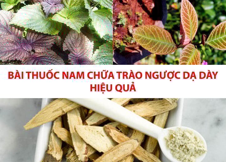 Bài thuốc nam chữa trào ngược dạ dày hiệu quả