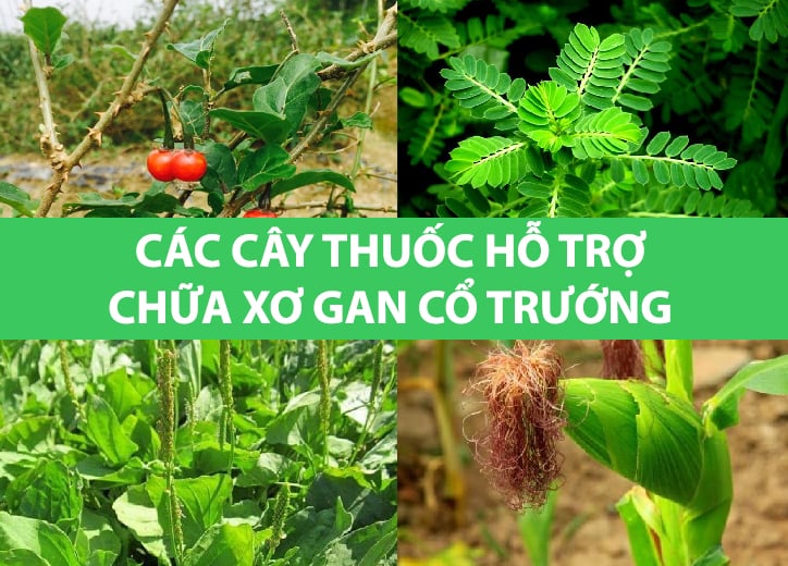 Các cây thuốc hỗ trợ chữa xơ gan cổ trướng