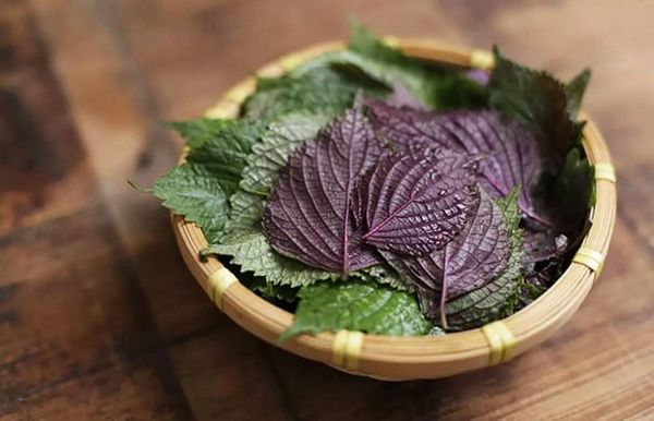 Bài thuốc từ lá tía tô hỗ trợ chữa trào ngược dạ dày