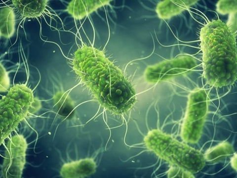 vi khuẩn Salmonella Typhi