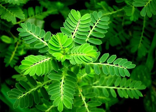 Cây chó đẻ răng cưa