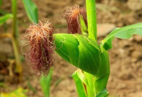Cây mã đề