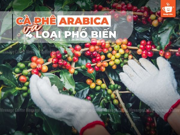 Cà phê Arabica là gì? Đặc điểm và các loại cafe Arabica phổ biến