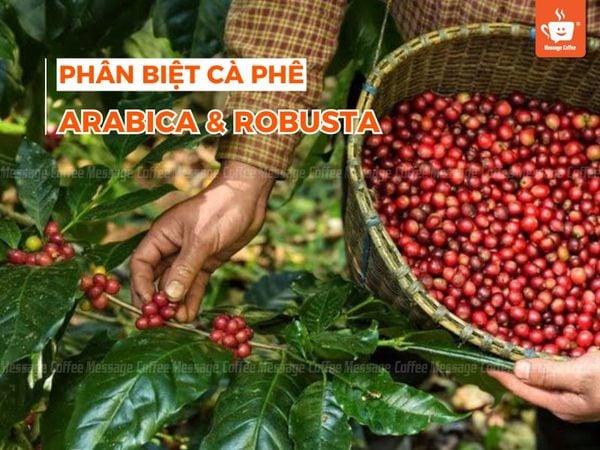 Phân biệt cà phê Arabica và Robusta: Sự khác biệt toàn diện cho người yêu cà phê