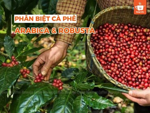 Phân biệt cà phê Arabica và Robusta: Sự khác biệt toàn diện cho người yêu cà phê