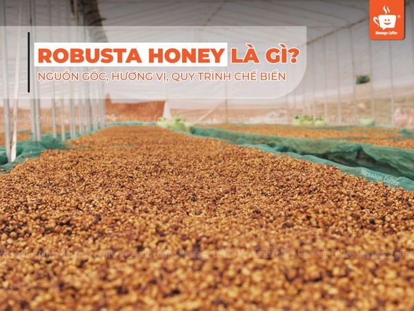 Cafe Robusta Honey là gì? Nguồn gốc, hương vị, quy trình chế biến của Robusta Honey