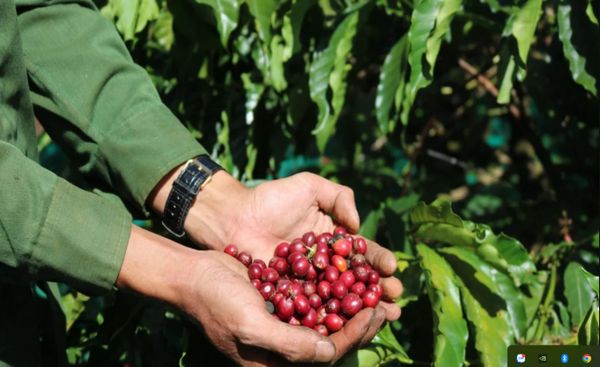 Kinh nghiệm mở quán cafe: những bước cần chuẩn bị cho đứa con tinh thần