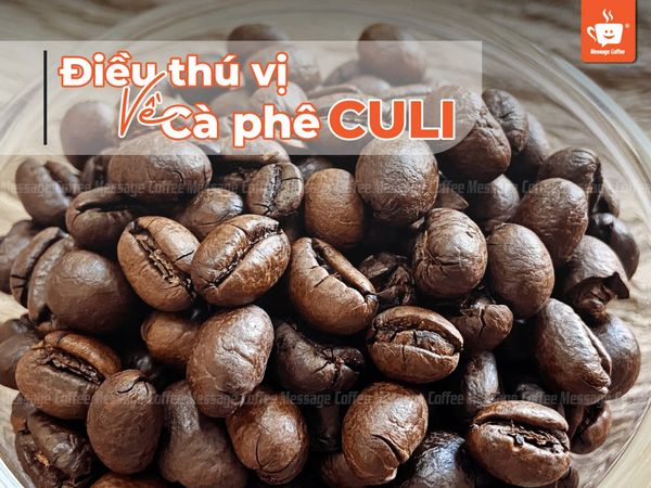 Cà phê Culi là gì? Điểm đặc biệt, hương vị, các chủng loại và cách thưởng thức cafe Culi chuẩn vị