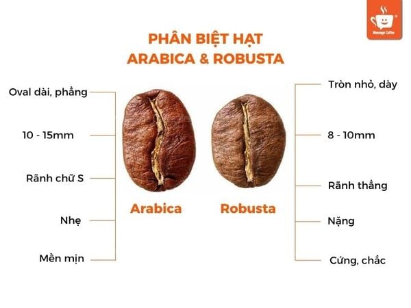 phân biệt cà phê Arabica và Robusta