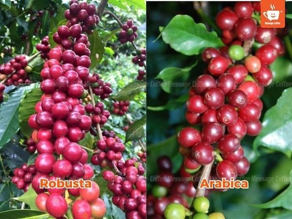 phân biệt cà phê Arabica và Robusta