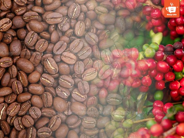 cà phê Arabica