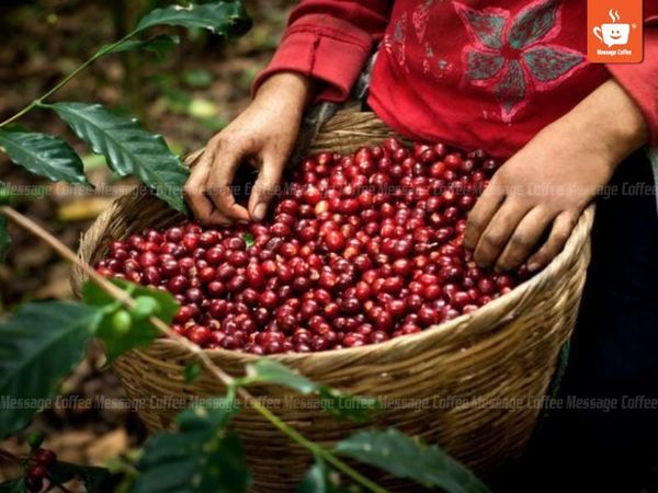Hạt cà phê cherry